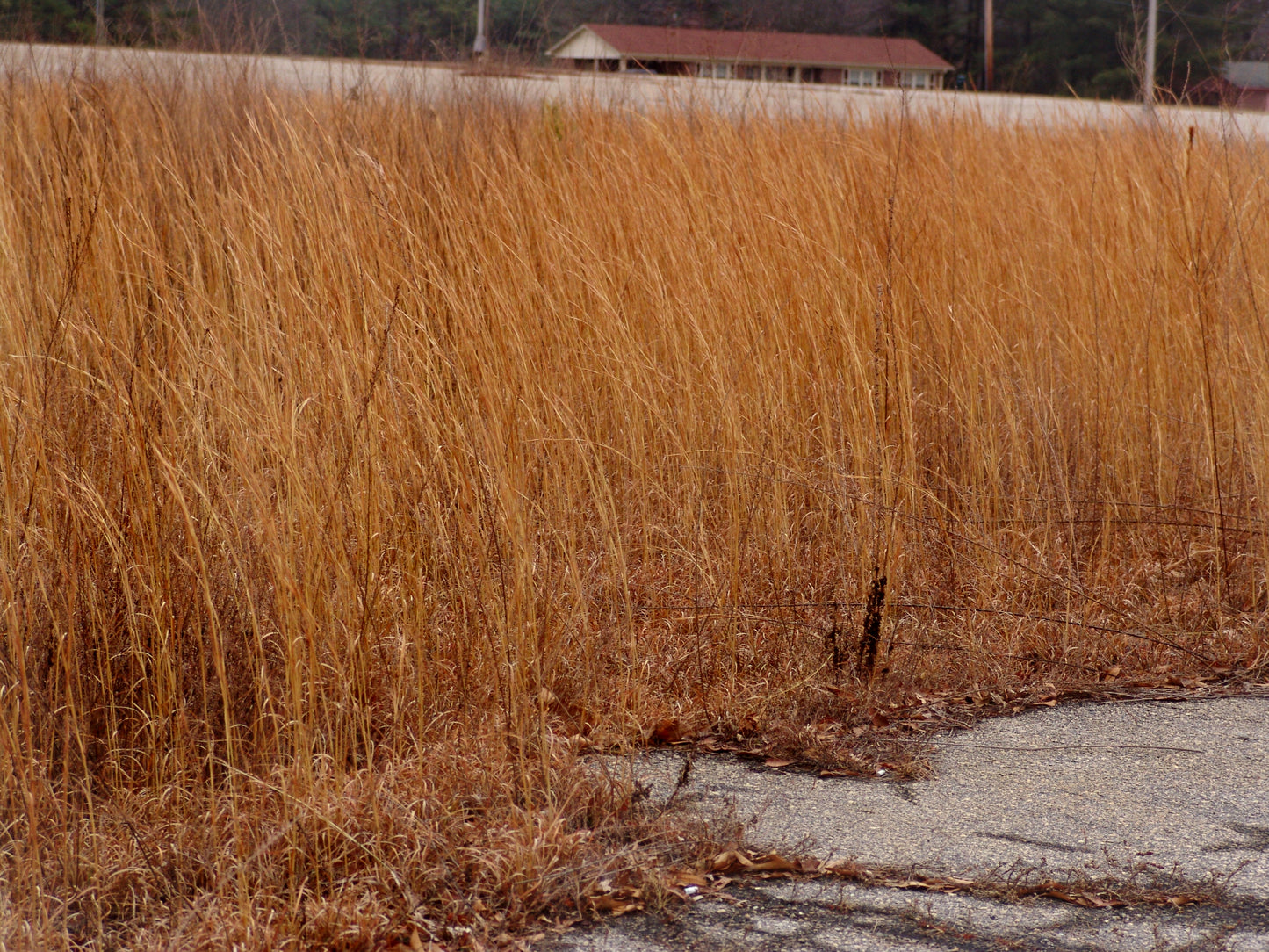 Broomsedge brown foliage