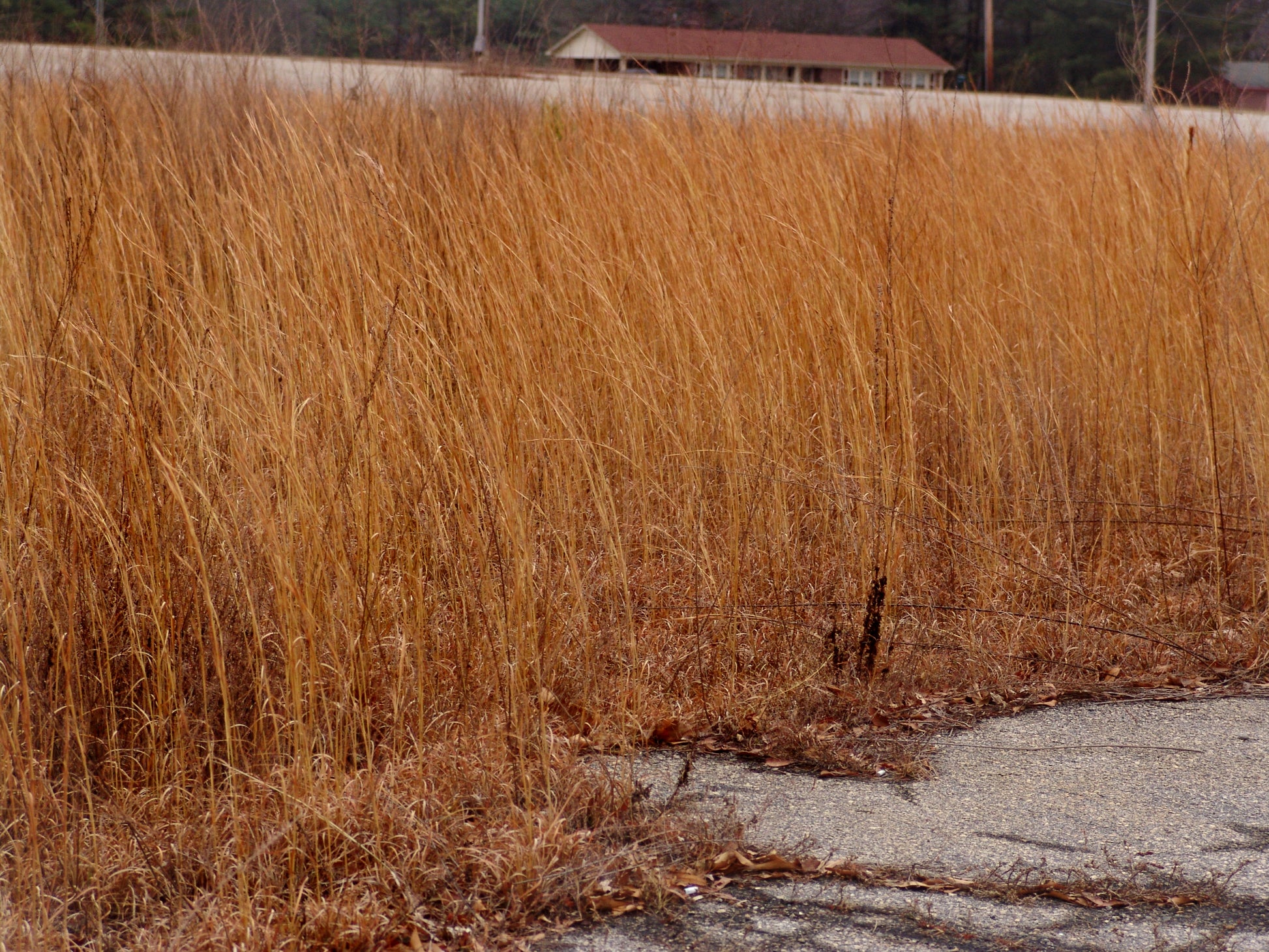 Broomsedge brown foliage