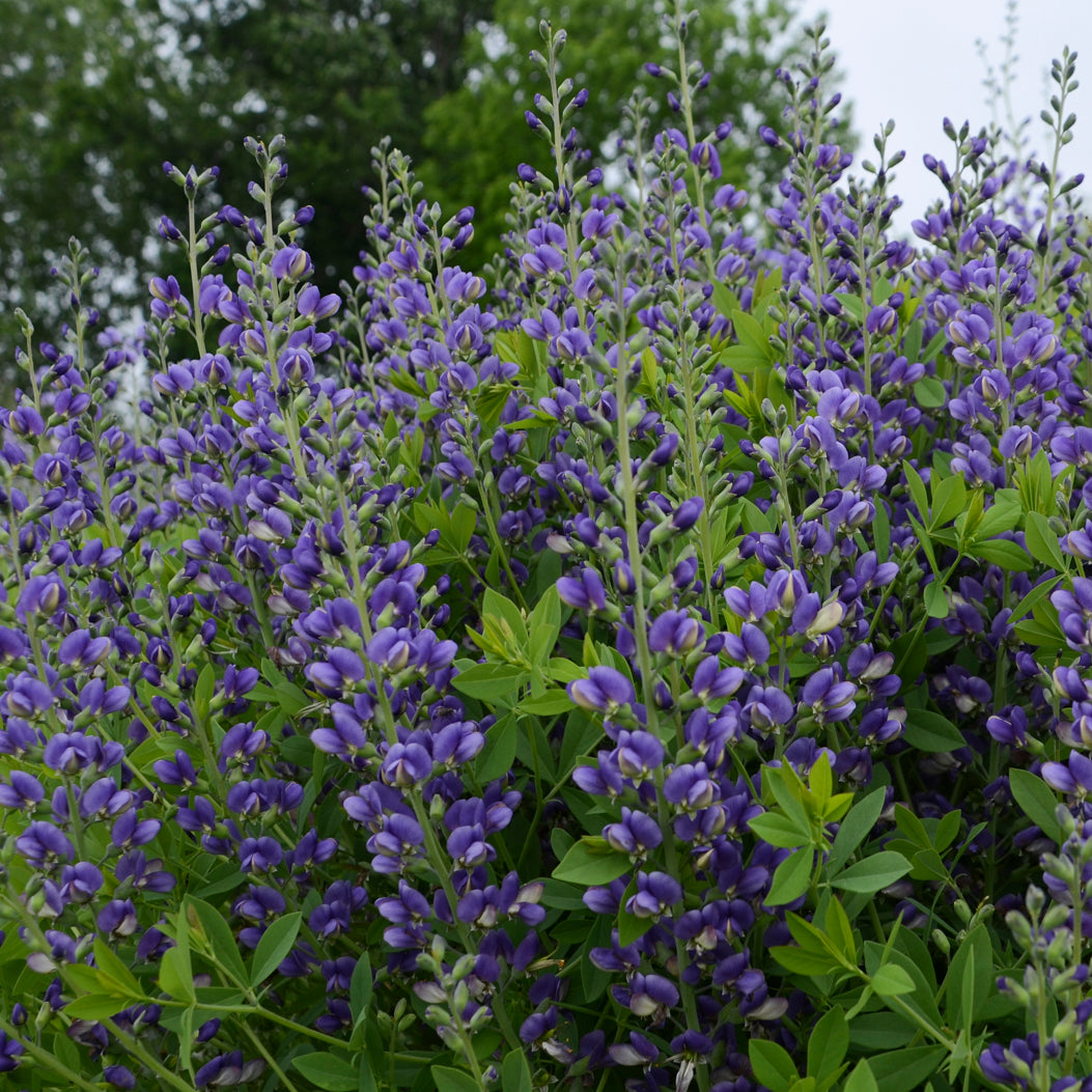 Buddleja flowers with green leaves against a blurred natural background