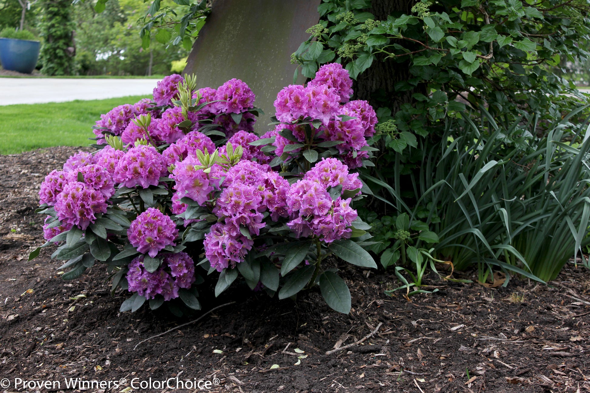 Bush of pink flowers in a garden setting with mulch and greenery.