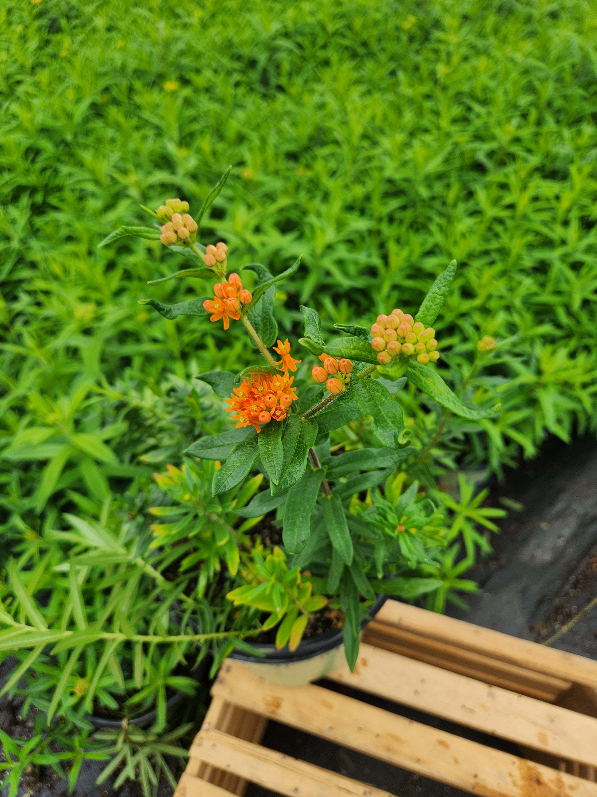 Butterfly Milkweed plant in nursery container with orange blooms