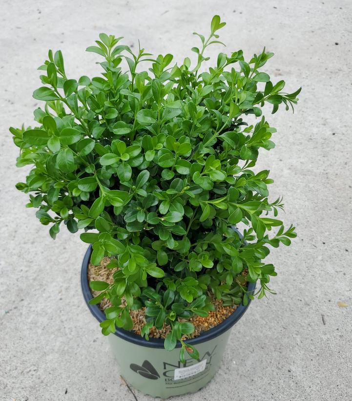 NewGen Independence® Boxwood