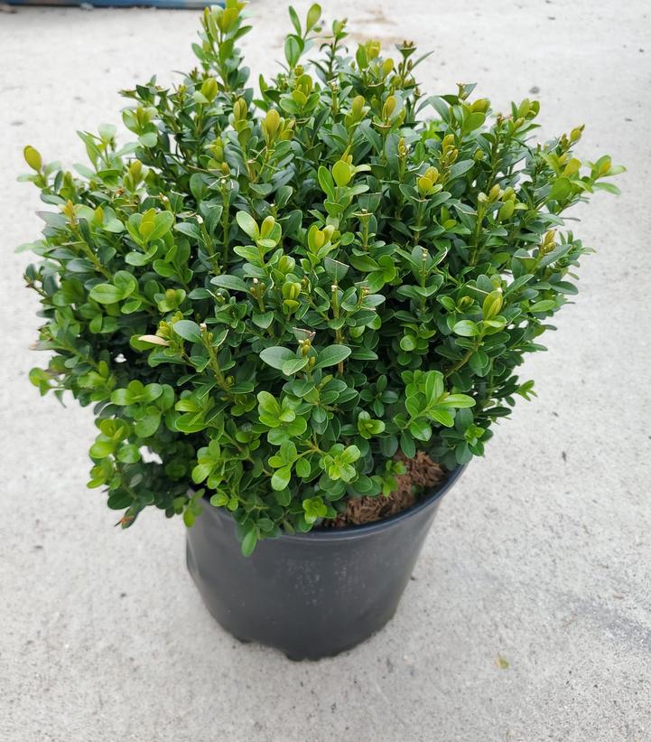 Buxus Microphylla var. japonica Baby Gem