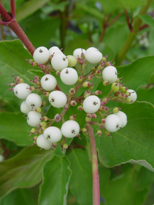 Arctic Fire® Dogwood