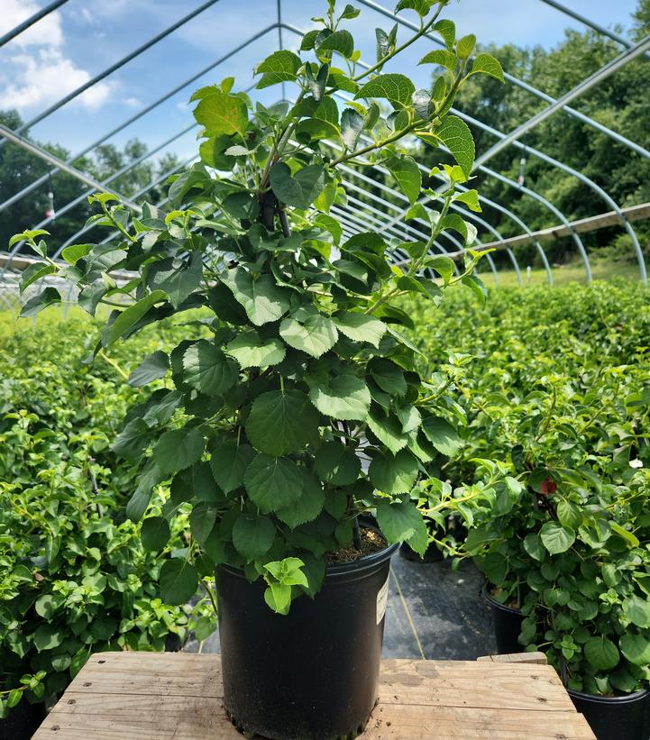 Climbing Hydrangea