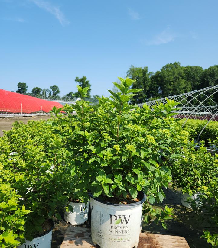 Little Lime® Panicle Hydrangea