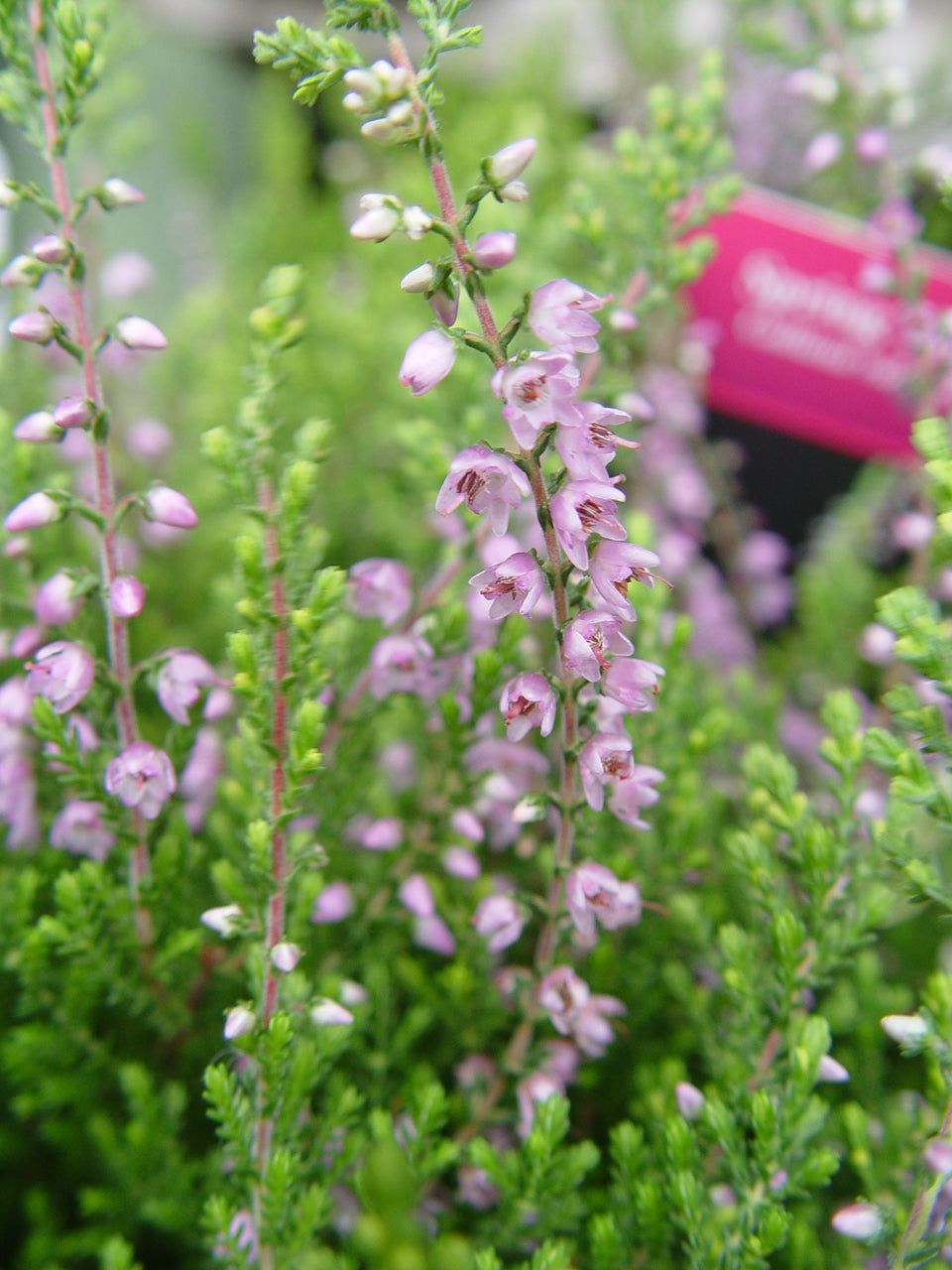 Spring Torch Scotch Heather