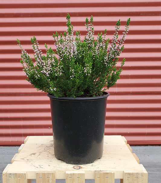 Calluna vulgaris Beauty Ladies® Magda