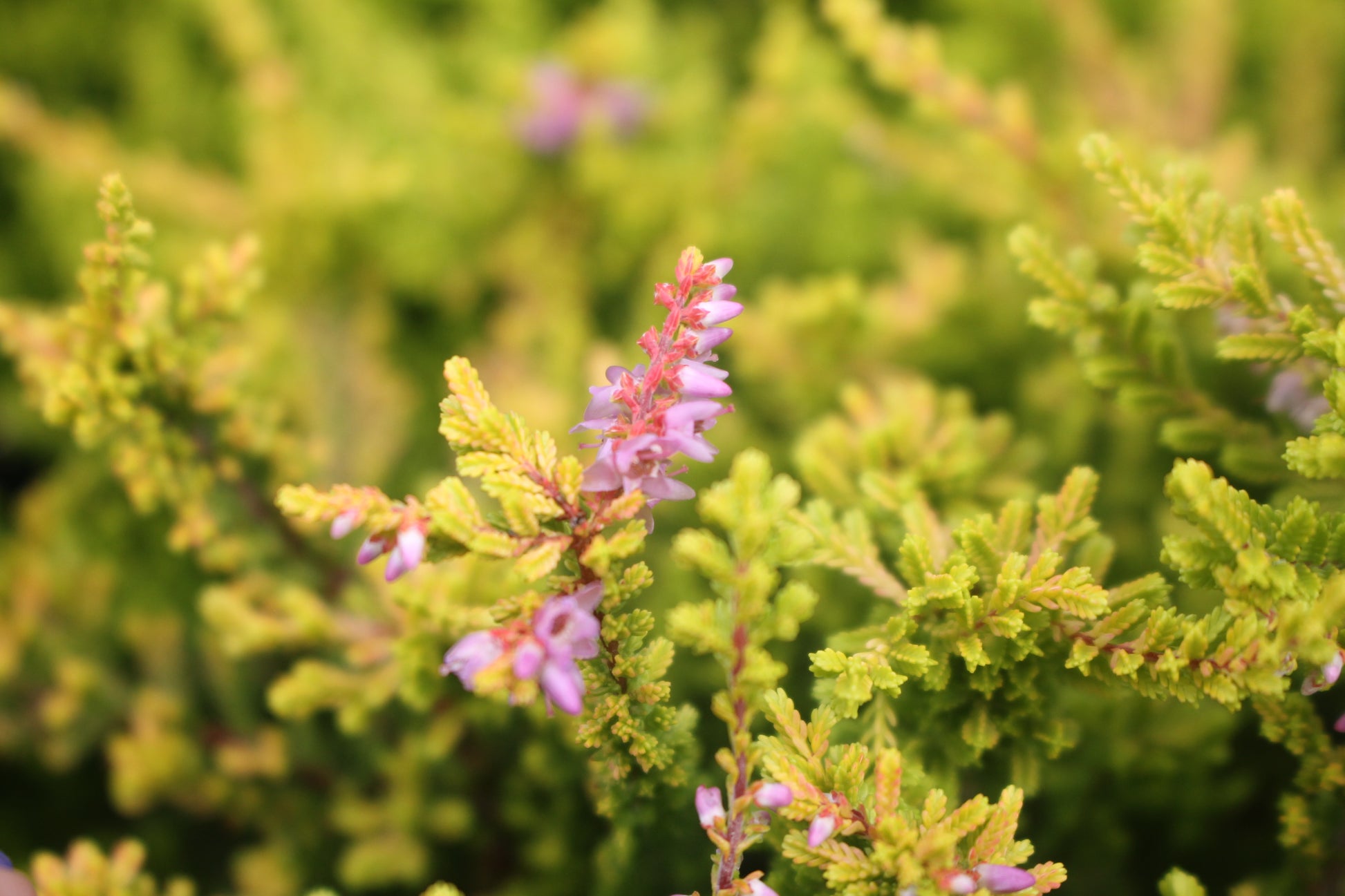 Calluna vulgaris 'Blazeaway'