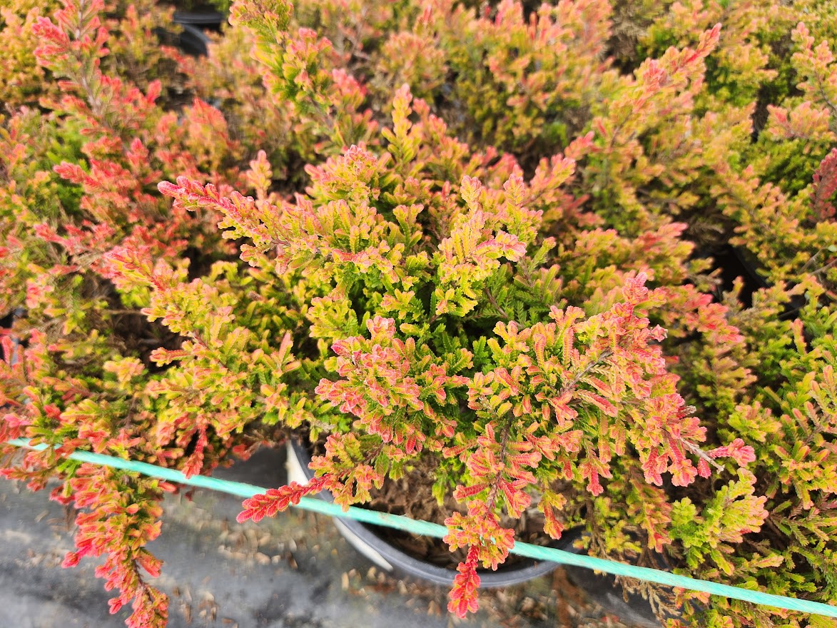 Calluna vulgaris Carnival