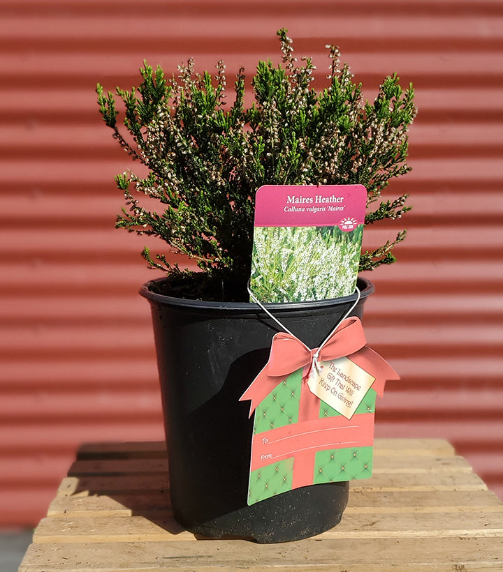 Calluna vulgaris Maires