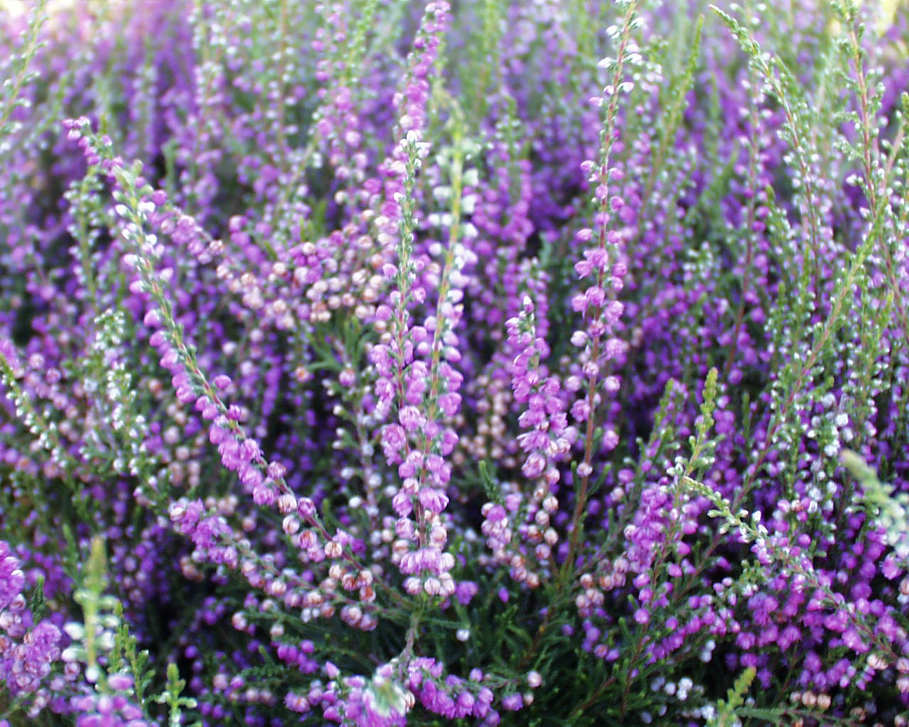 Calluna vulgaris Tib