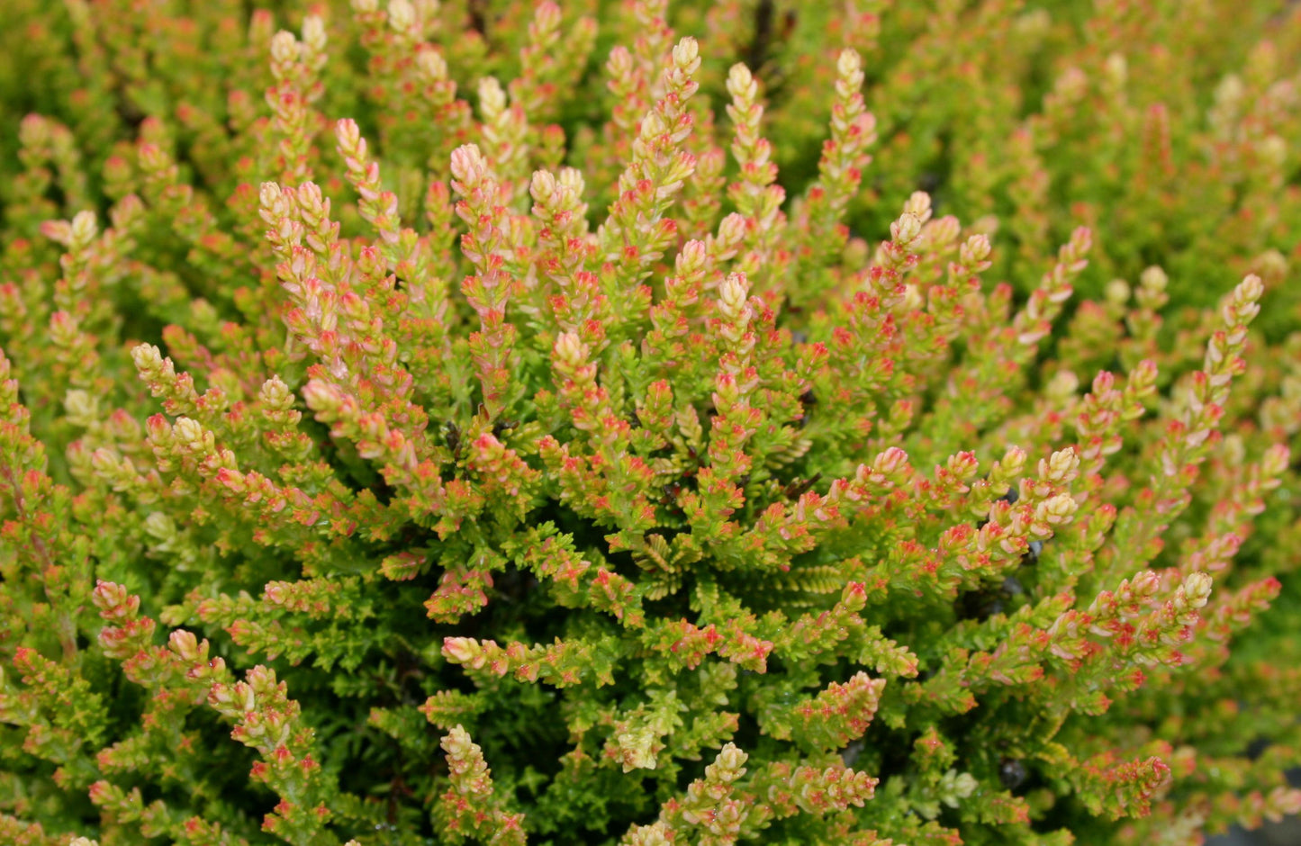 Calluna vulgaris Winter Chocolate