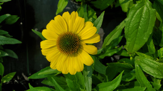 Canary Coneflower bloom close up
