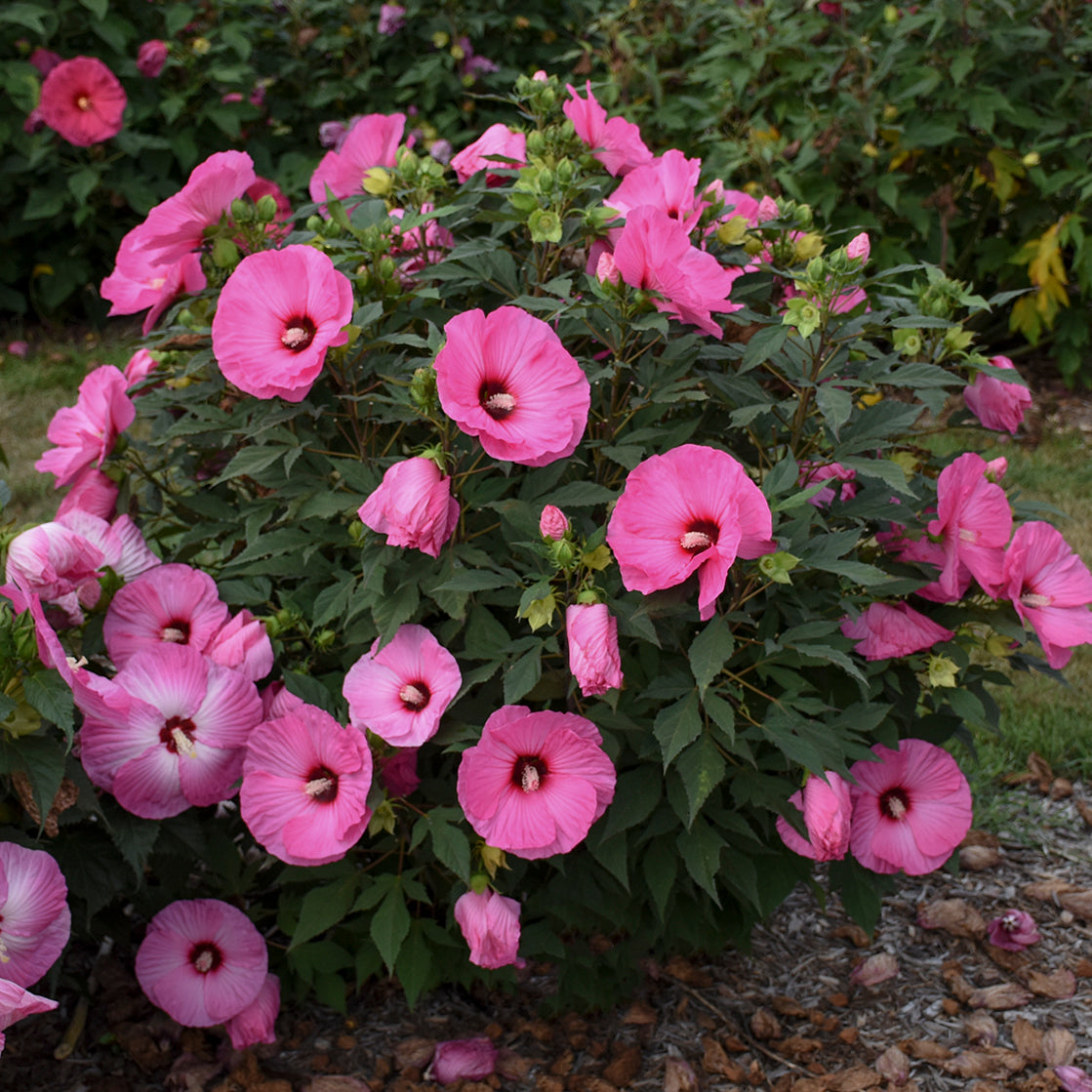 Candy Crush Rose Mallow in backyard