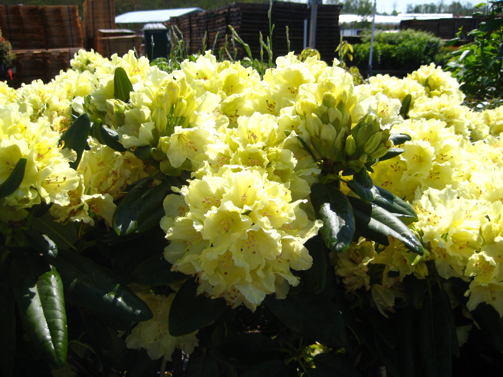 Capistrano Rhododendron foliage and flowers close‑up