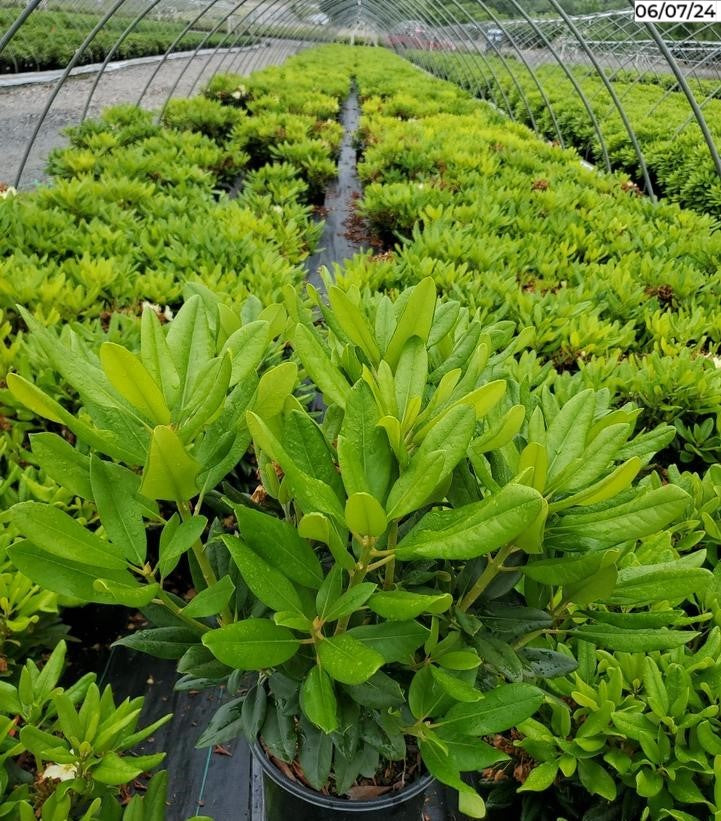 Capistrano Rhododendron plant in container showing foliage in nursery