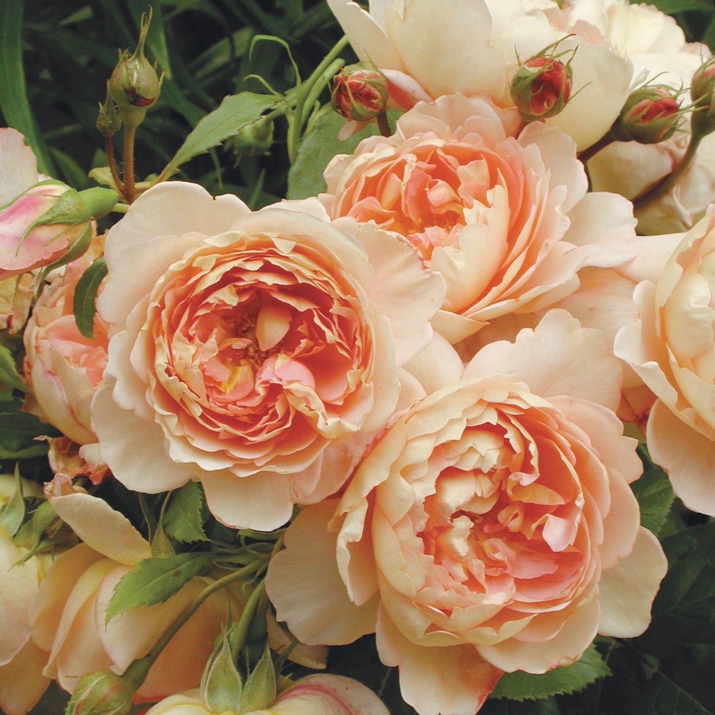Carding Mill™ English Rose flower close up