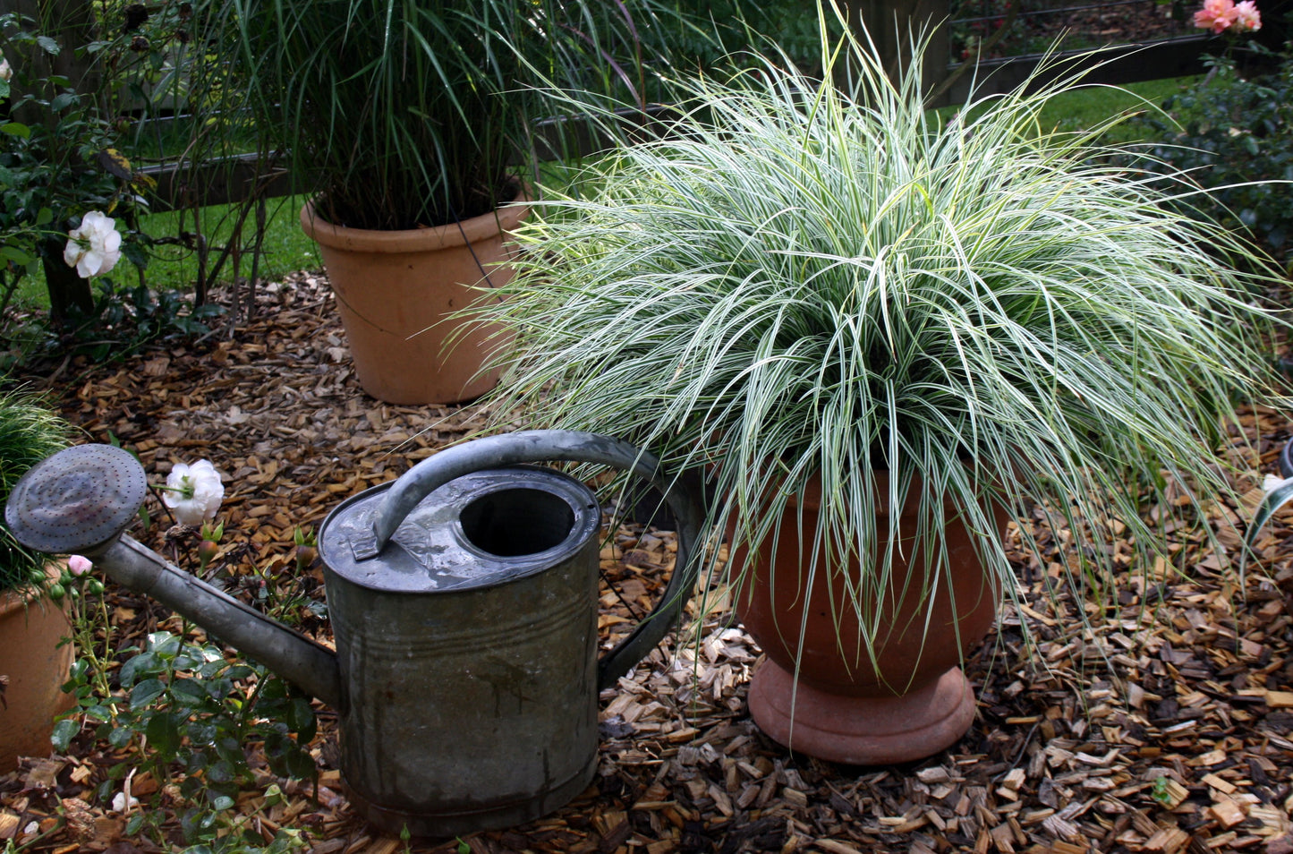 Carex oshimensis EverColor® Everest