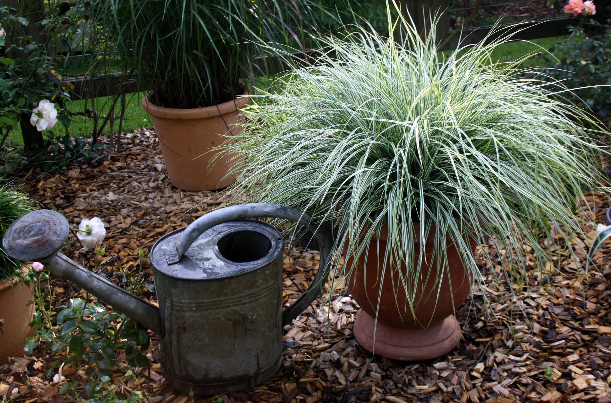 Carex oshimensis EverColor® Everest