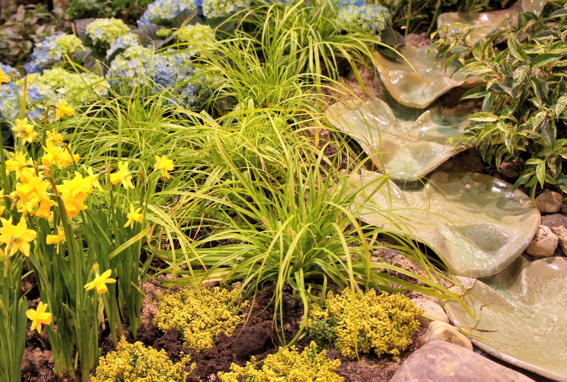 Carex oshimensis EverColor® Everillo