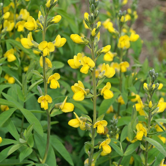 A cluster of Carolina Lupine plants with bright yellow flowers and green shades, likely in bloom during the summer.