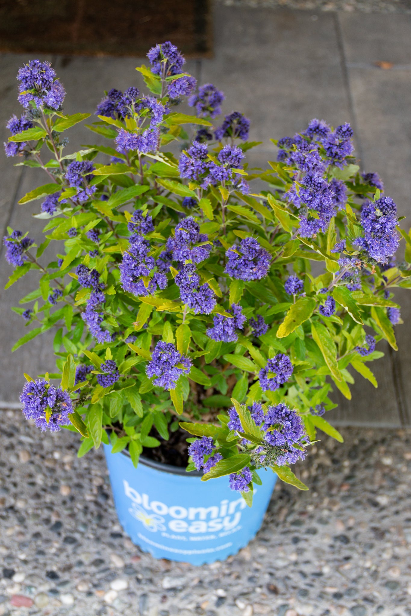 Caryopteris x cland Beekeeper™ Bluebeard