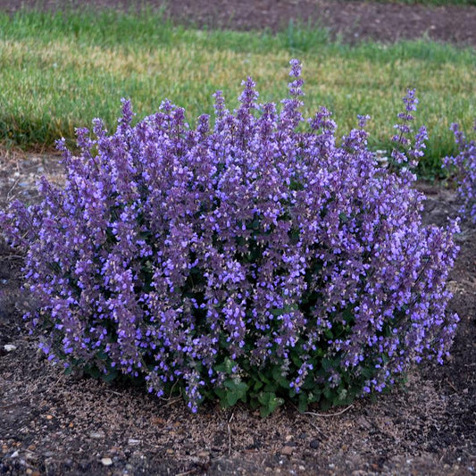 Cat's Pajamas Catmint