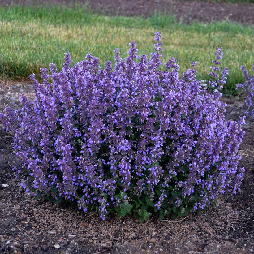 Cat's Pajamas Catmint mounded