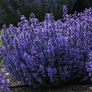 Cat's Pajamas Catmint upright
