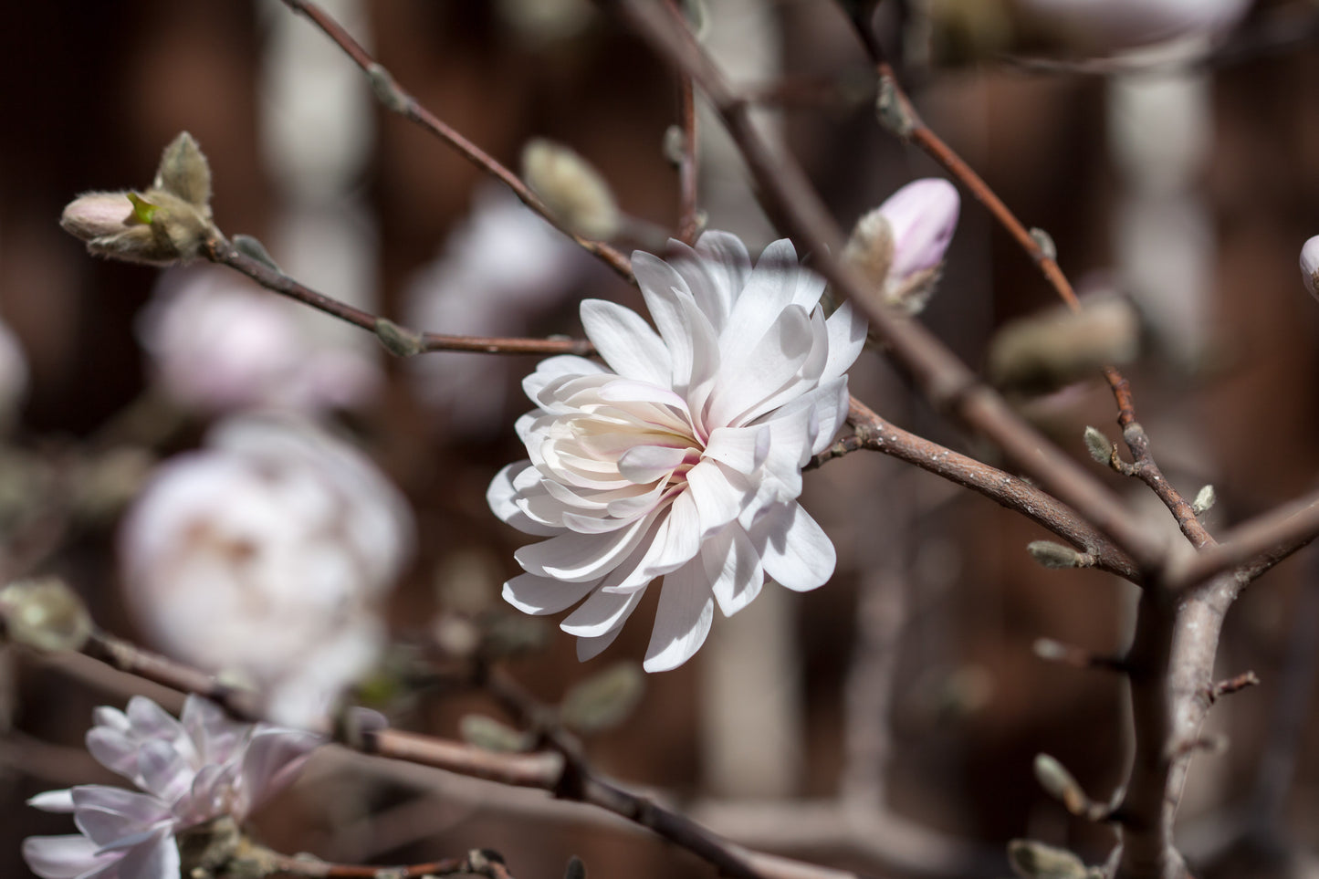 Centennial Blush™ magnolia tree in #3 container with light pink blossoms before leaf growth