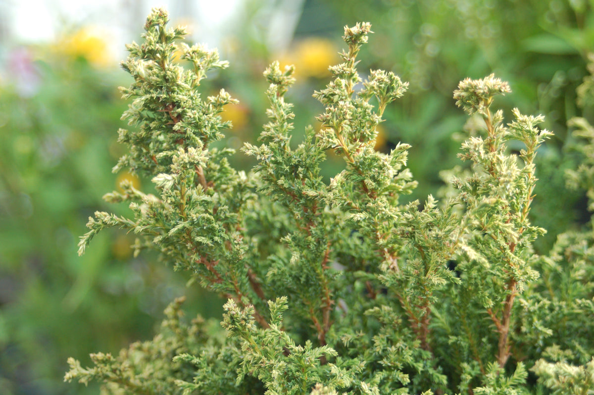 Chamaecyparis pisifera 'Cream ball'