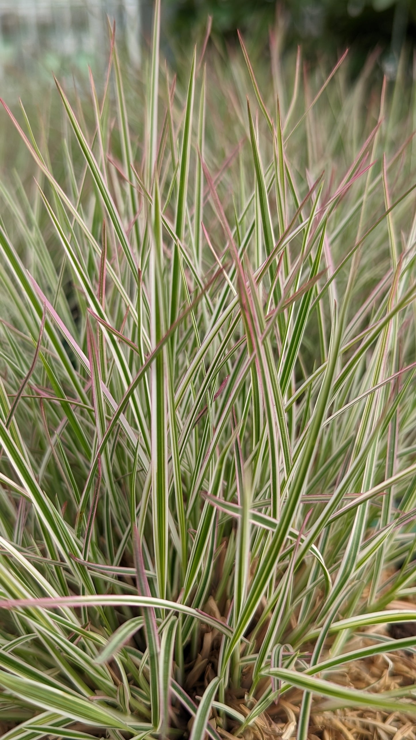 Chameleon Little Bluestem foliage with hints of red and pink tones
