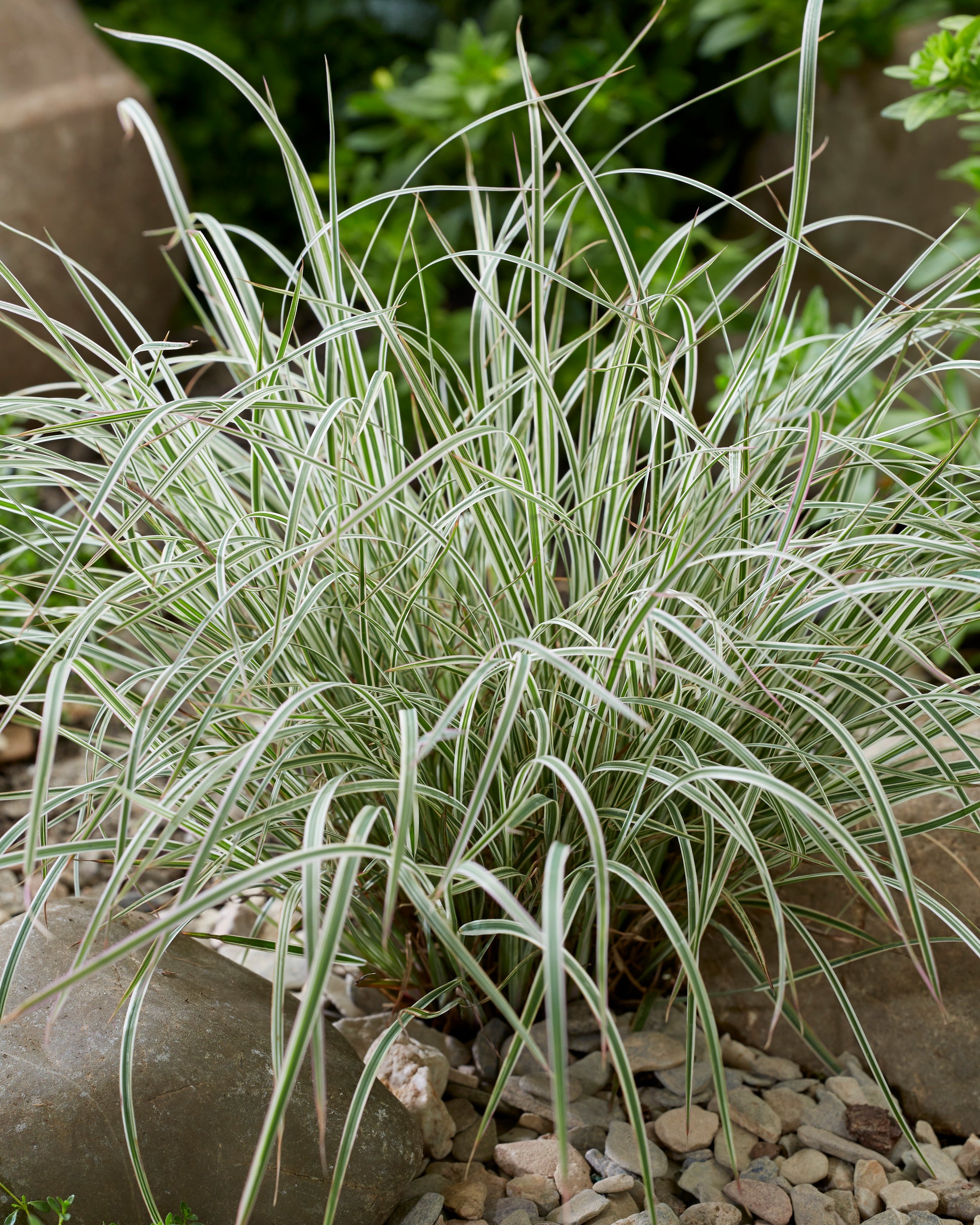 Chameleon Little Bluestem ornamental grass