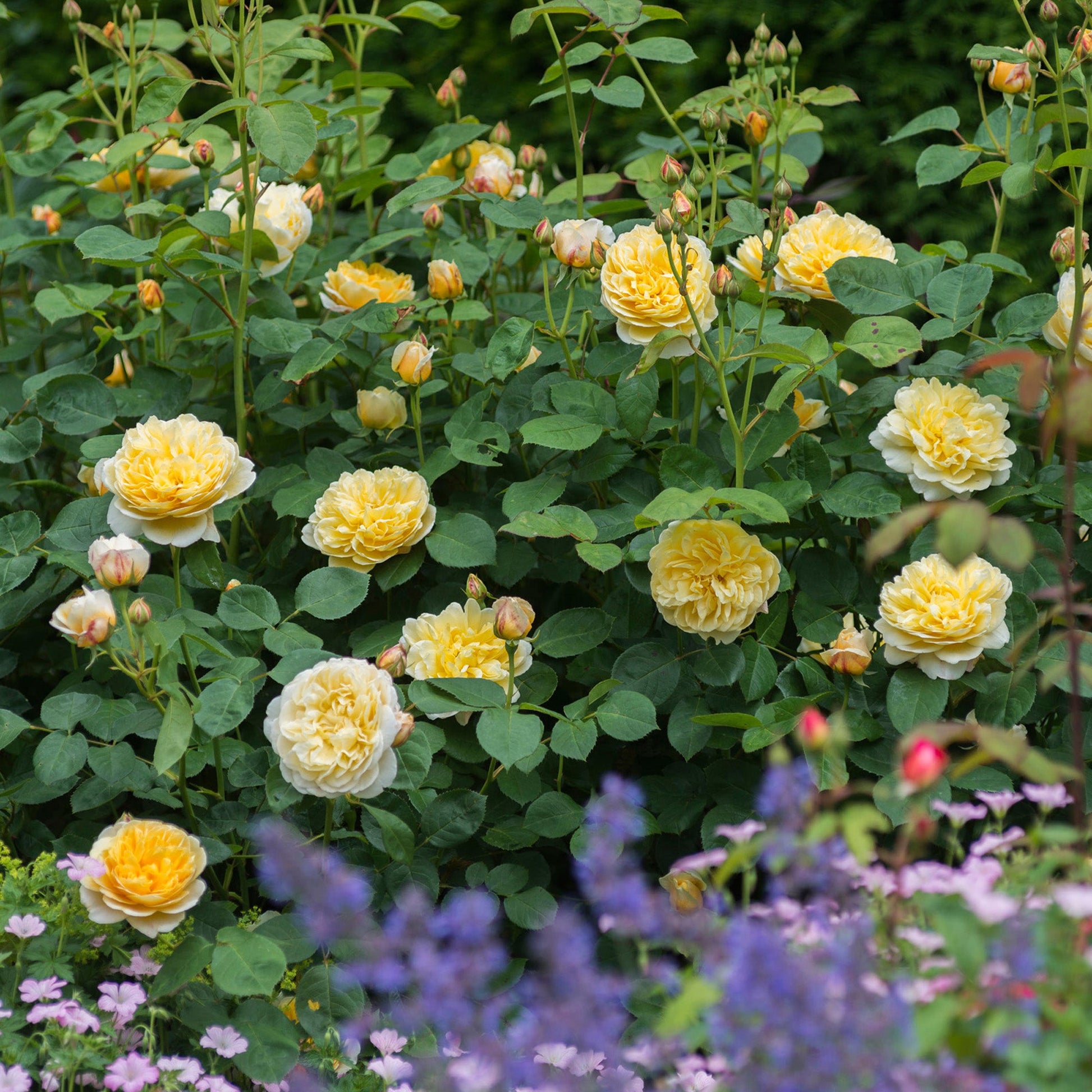Yellow flowers with green leaves in a garden setting