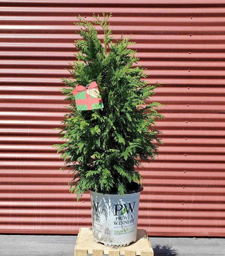 Cheer Plant Cheer Drops Arborvitae – Green Promise Farms