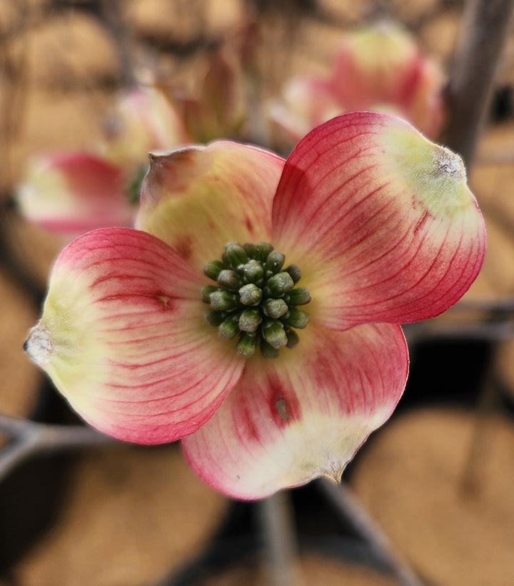 Cherokee Brave™ Flowering Dogwood flower petal close up