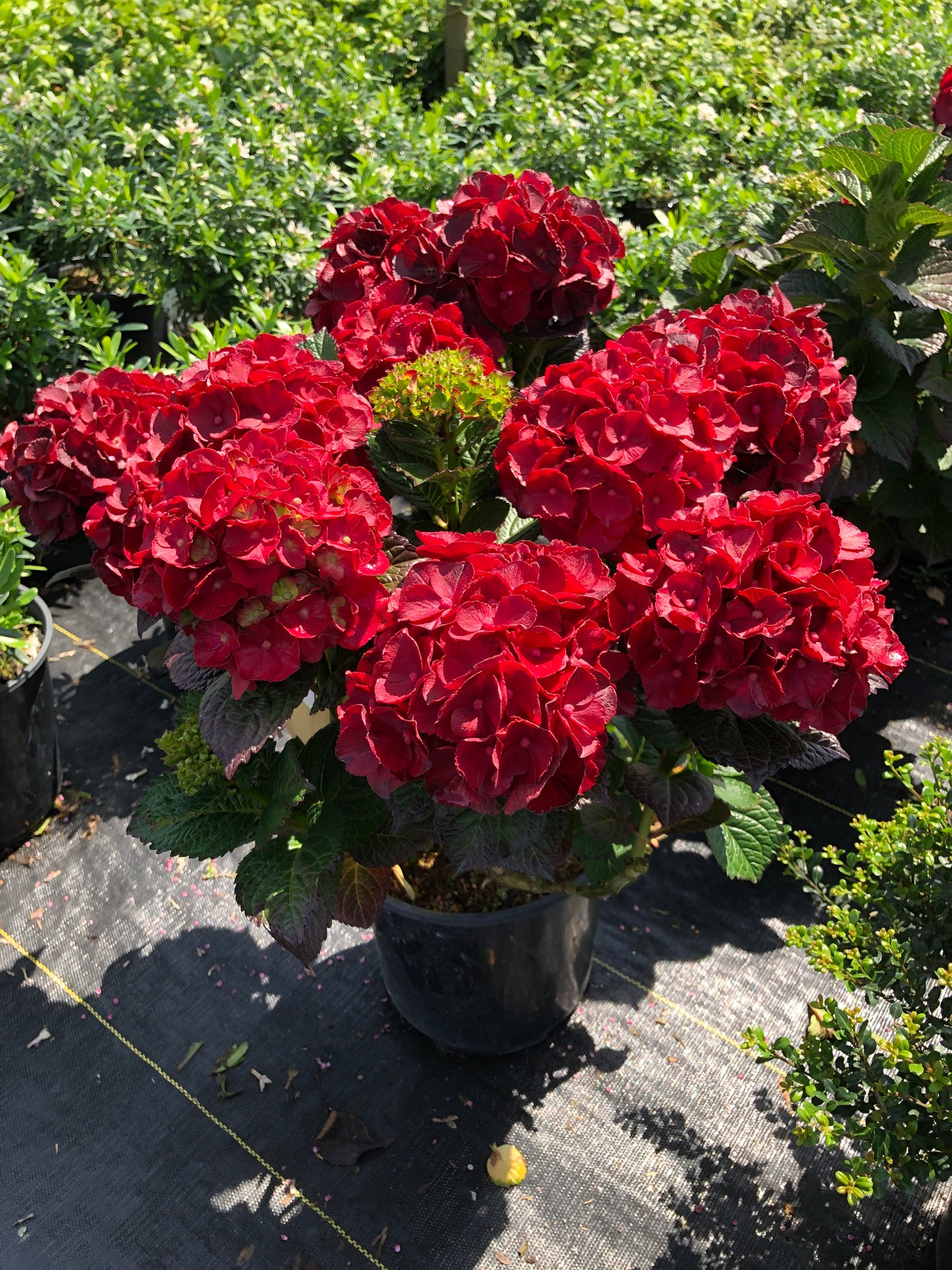 Cherry-Go-Round™ Bigleaf Hydrangea in the nursery