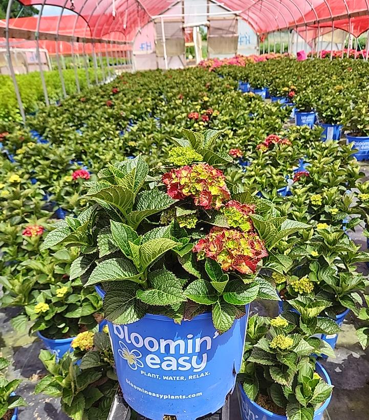Cherry-Go-Round™ Bigleaf Hydrangea in the nursery