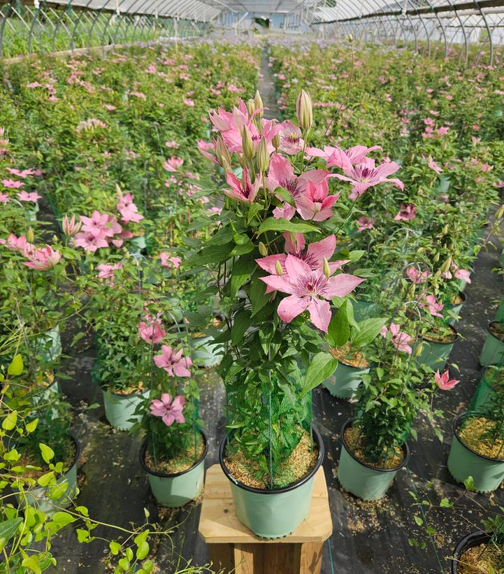 Clematis Sarah Elizabeth blooming in nursery