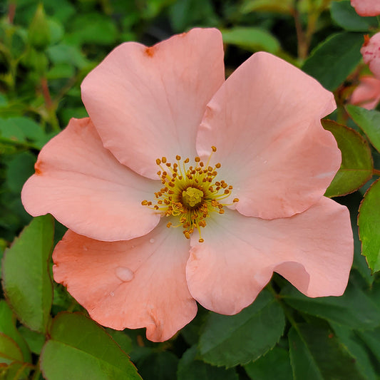 Close-up image of a coral-colored Flower Carpet Rose with dark green foliage in the background.