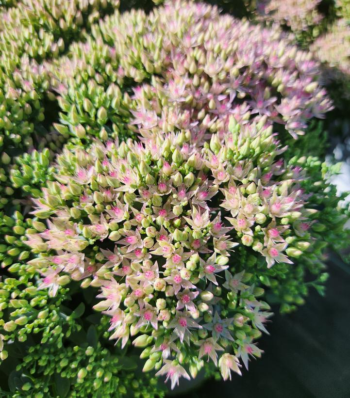 Close-up image of a flowering plant with purple shades, showing the detailed structure of the flower heads.