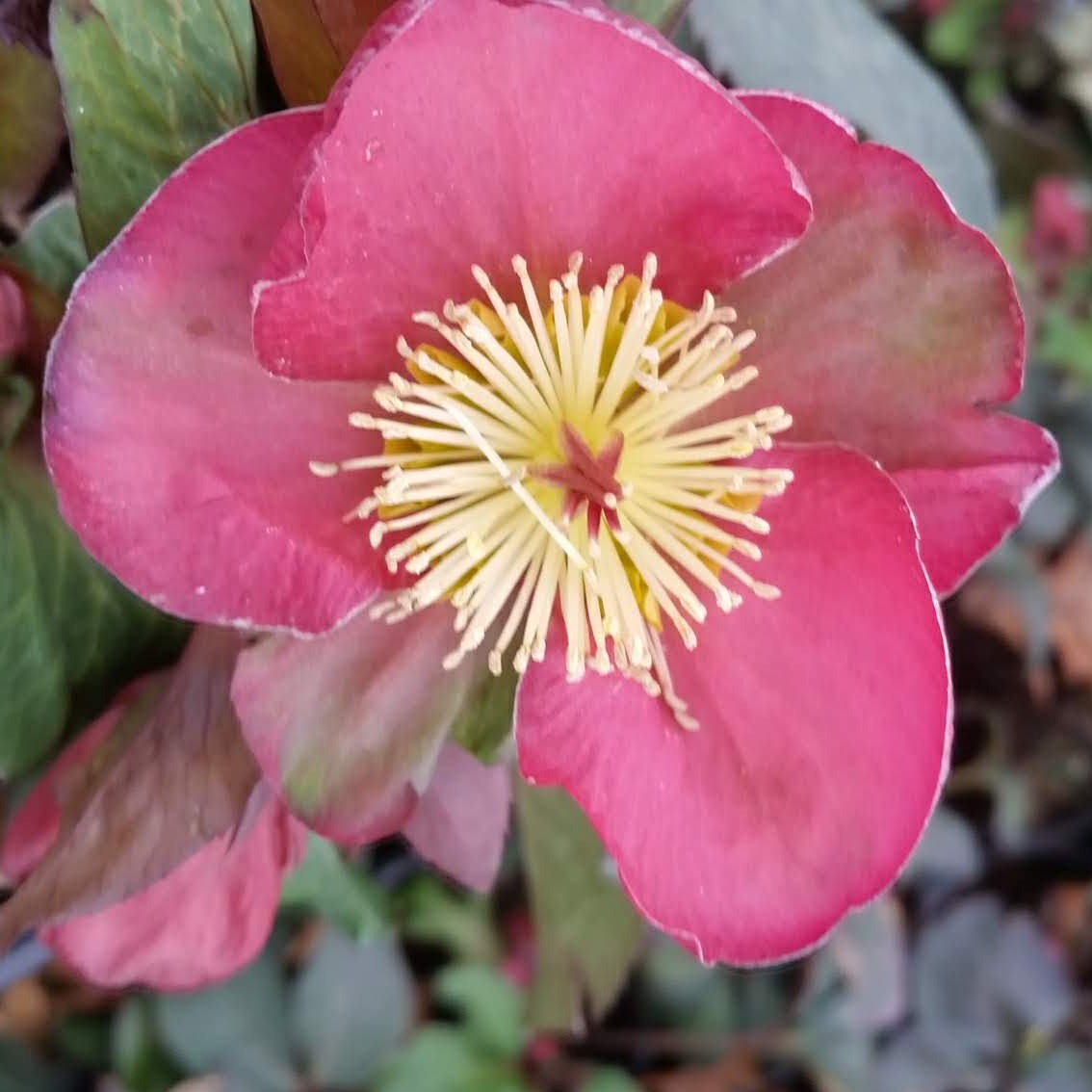 Close-up image of a pink Hellebore flower with deeper pink edges and a yellow center, showing both the flower and the surrounding green foliage.