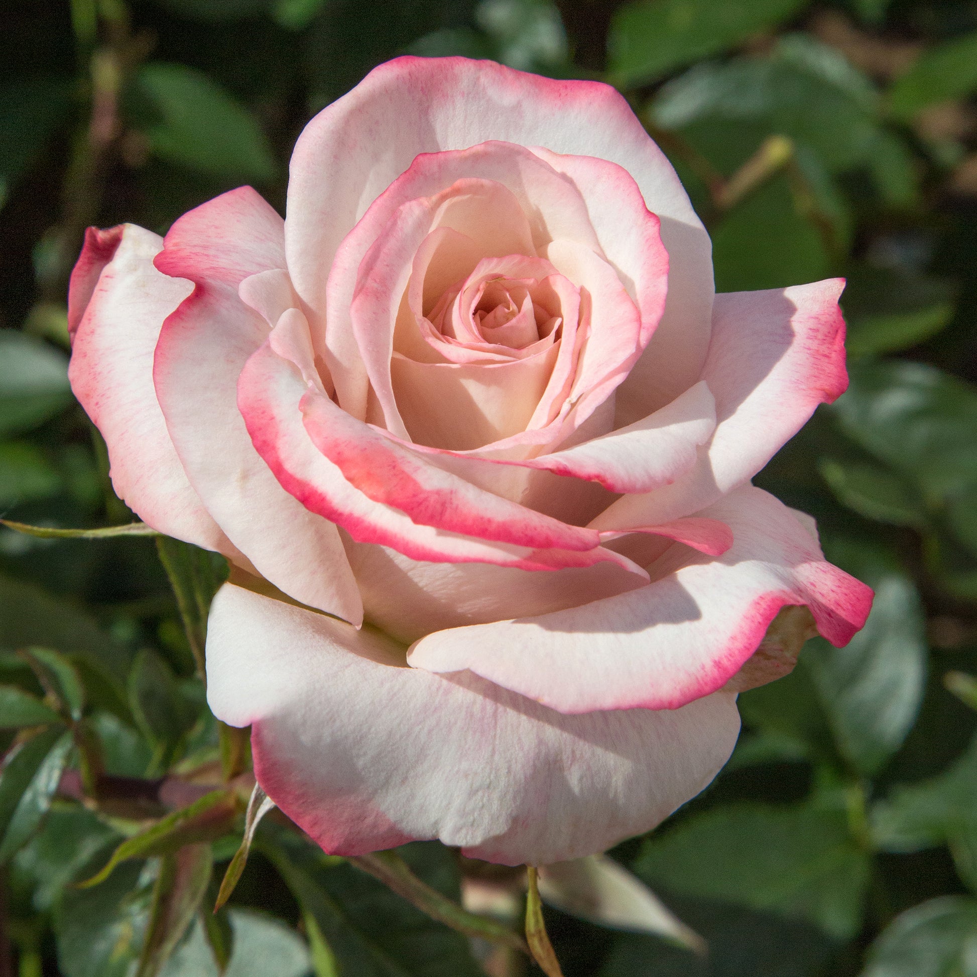 Close-up image of a pink and white rose with green leaves in the background.