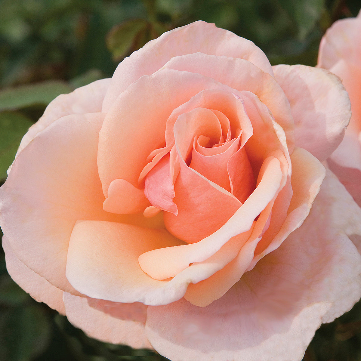 Close-up image of a pink grandiflora rose with a salmon pink hue, showing its glossy foliage.