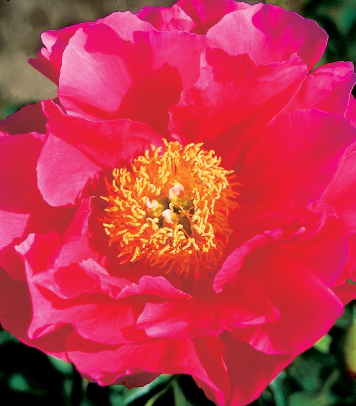 Close-up image of a pink peony flower with a yellow center.