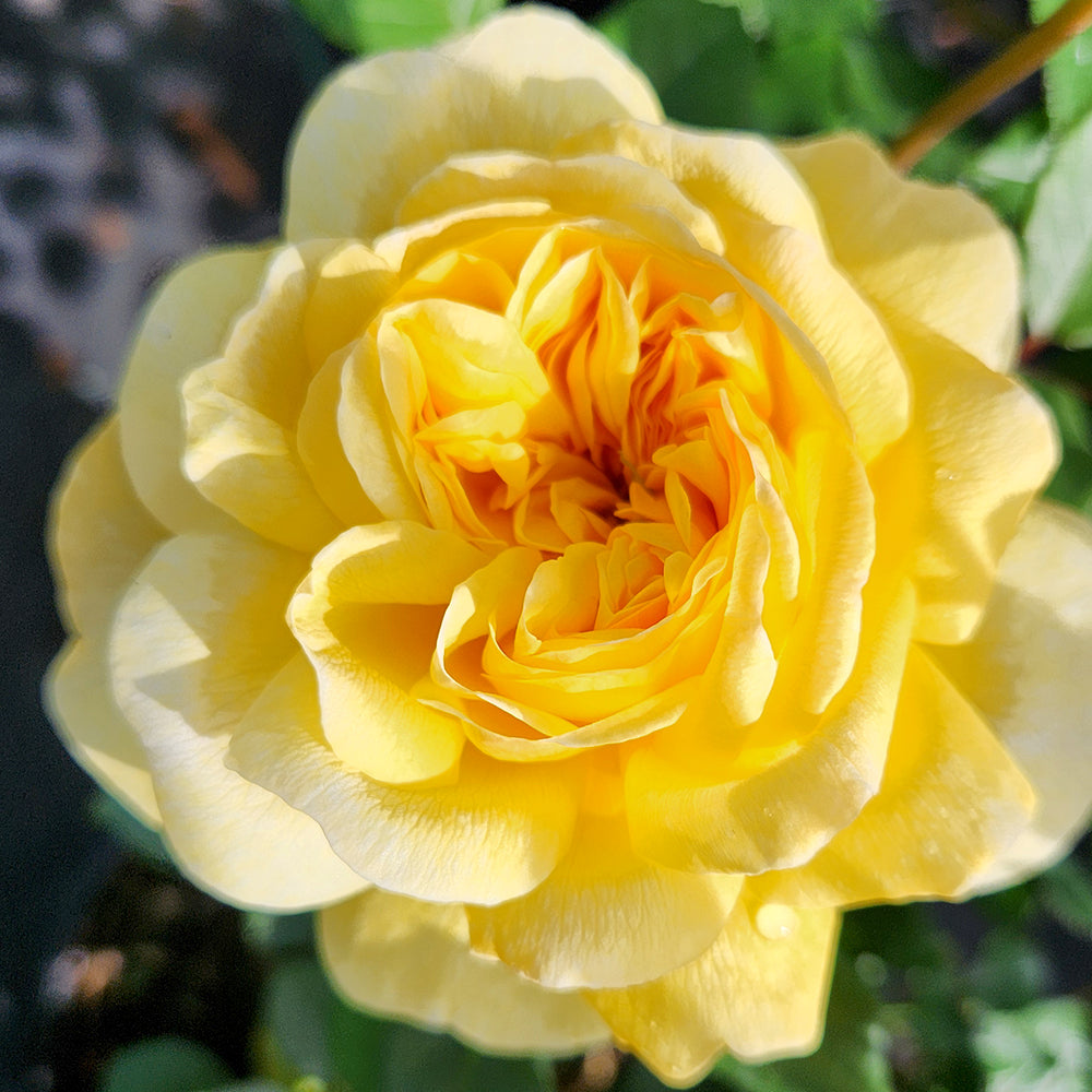 Close-up image of a yellow English shrub rose with a focus on its petals and center.
