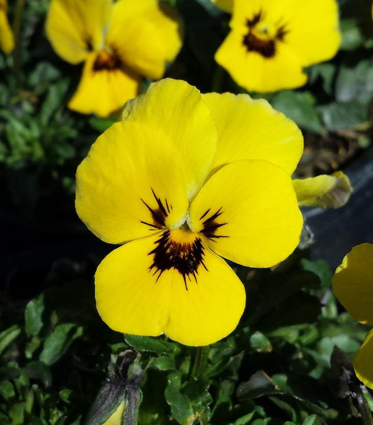 Close-up image of a yellow viola flower with a dark eye in the center, showing vibrant petals and a green leafy background.