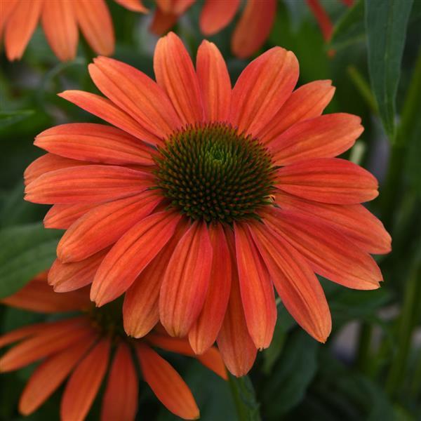 Close-up image of an orange coneflower with a green center.