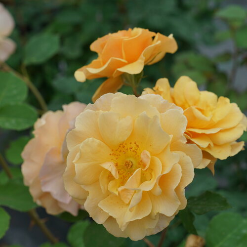 Close-up image of an orange mini climber rose with yellow shades, displaying its petals and central part.